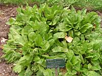 Grande oseille, Rumex acetosa (fam Polygonacees) (Rg temperees et froides) (3) (Photo F. Mrugala)